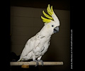 Top Hogs perfoming at the Rocky Mountain Bird Expo
