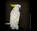 Top Hogs perfoming at the Rocky Mountain Bird Expo