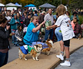 Tour de Corgi 2017