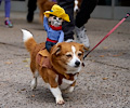 Tour de Corgi 2017