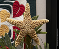 Global Village Museum - Hawaii