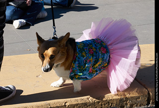 Tour de Corgi 2023