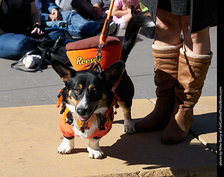 Tour de Corgi 2023