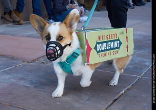 Tour de Corgi 2023