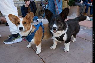 Tour de Corgi 2023