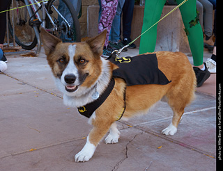 Tour de Corgi 2023