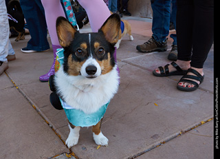 Tour de Corgi 2023