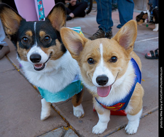 Tour de Corgi 2023