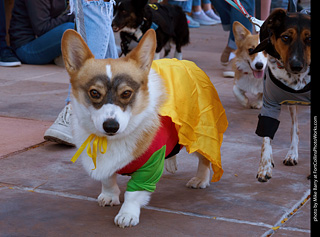 Tour de Corgi 2023