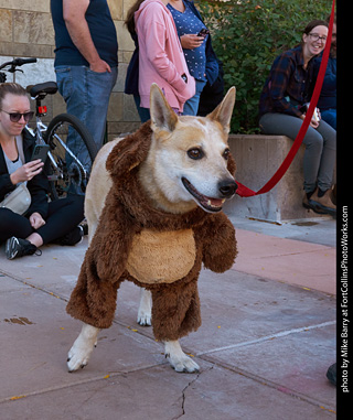 Tour de Corgi 2023