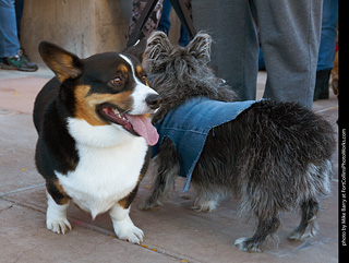 Tour de Corgi 2023