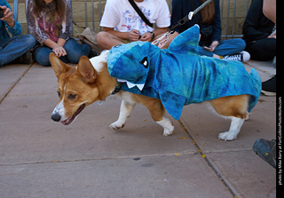Tour de Corgi 2023