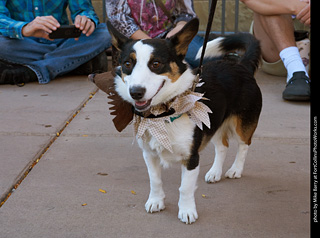 Tour de Corgi 2023