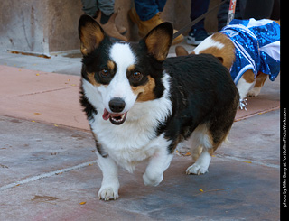 Tour de Corgi 2023