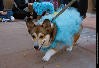 Tour de Corgi 2023