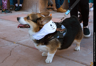 Tour de Corgi 2023