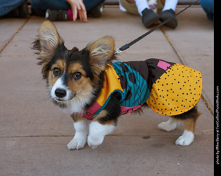 Tour de Corgi 2023