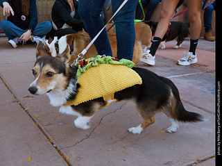 Tour de Corgi 2023