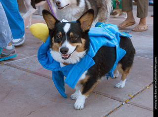 Tour de Corgi 2023
