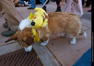 Tour de Corgi 2023