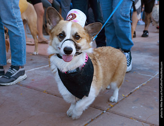 Tour de Corgi 2023