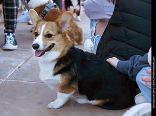 Tour de Corgi 2023