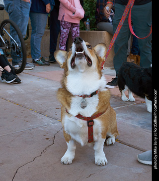 Tour de Corgi 2023