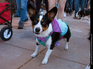 Tour de Corgi 2023