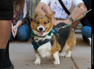 Tour de Corgi 2023