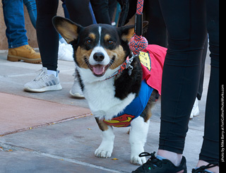 Tour de Corgi 2023