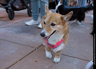 Tour de Corgi 2023