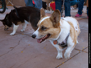 Tour de Corgi 2023