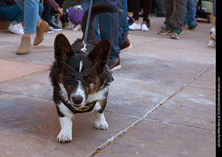 Tour de Corgi 2023