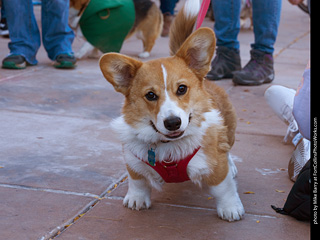 Tour de Corgi 2023