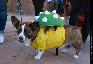 Tour de Corgi 2023