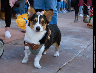 Tour de Corgi 2023