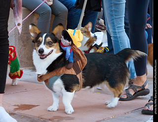 Tour de Corgi 2023