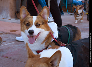 Tour de Corgi 2023