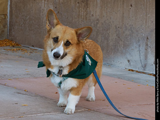 Tour de Corgi 2023