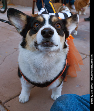Tour de Corgi 2023