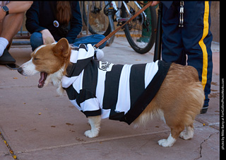 Tour de Corgi 2023