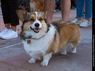 Tour de Corgi 2023