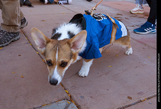 Tour de Corgi 2023