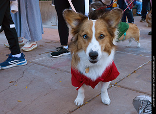 Tour de Corgi 2023