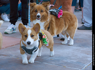 Tour de Corgi 2023