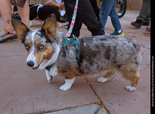 Tour de Corgi 2023