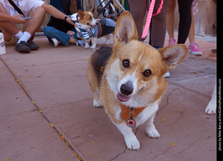 Tour de Corgi 2023