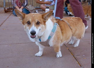 Tour de Corgi 2023