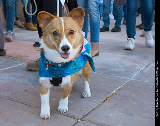 Tour de Corgi 2023