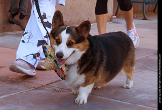 Tour de Corgi 2023